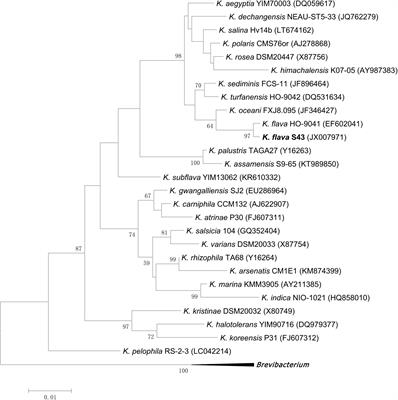 Comparative Genomics Provides Insights Into the Marine Adaptation in Sponge-Derived Kocuriaflava S43